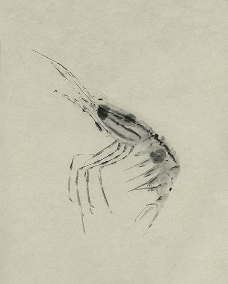 ebi-2